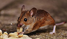 24 Hour & Emergency Exterminators in Carrollton, TX